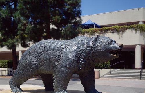 Bruin Bear